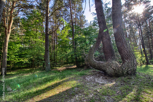 A forest on the coast of the Baltic Sea - Katy Rybackie city photo