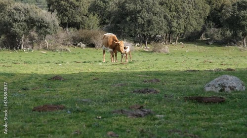 Cow with newborn calf in the meadow