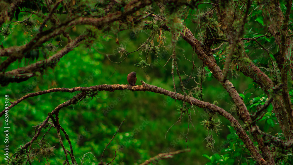 tree in the forest tree in the forest