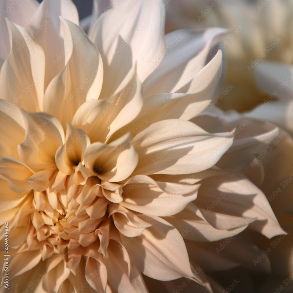 Creamy Dahlia Flowers In Morning Light Creamy Dahlia Flowers In Morning Light