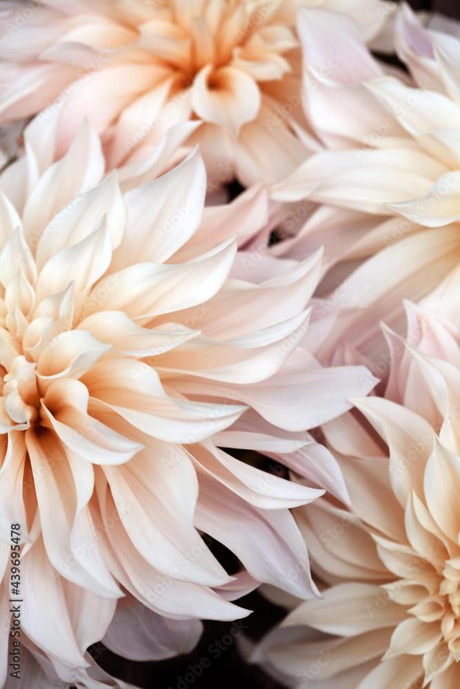 A Collection Of Cafe Au Lait Dahlia Flowers A Collection Of Cafe Au Lait Dahlia Flowers