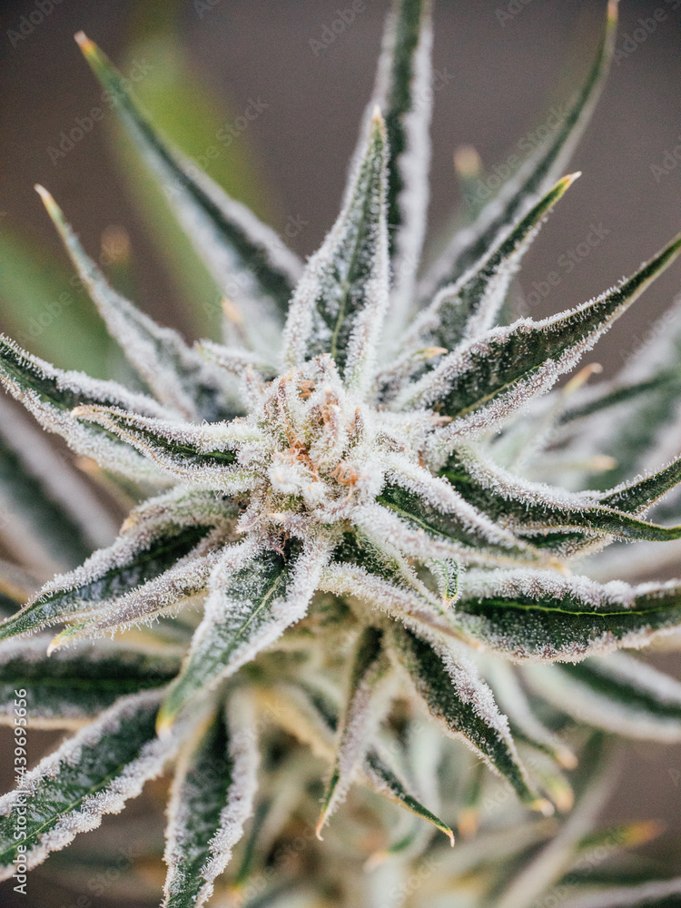 A close-up of mature cannabis flowers that is ready for harvest. A close-up of mature cannabis flowers that is ready for harvest.