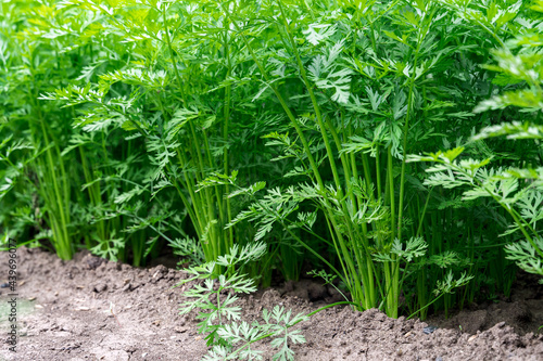 Carrots growing in the beds in the farmers field, vegetables planted in rows. Organic agriculture, farming concept.