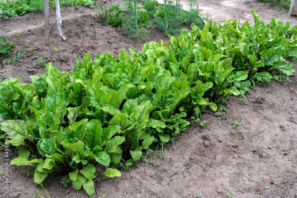 Growing beet seedlings. Young, sprouted beet growing in open ground flat bed into the garden. Growing vegetables at home. Concept of healthy and eco food and gardening. Growing beet seedlings. Young, sprouted beet growing in open ground flat bed into the garden. Growing vegetables at home. Concept of healthy and eco food and gardening.