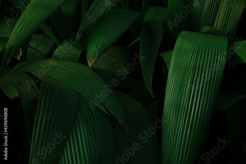 tropical plants photo