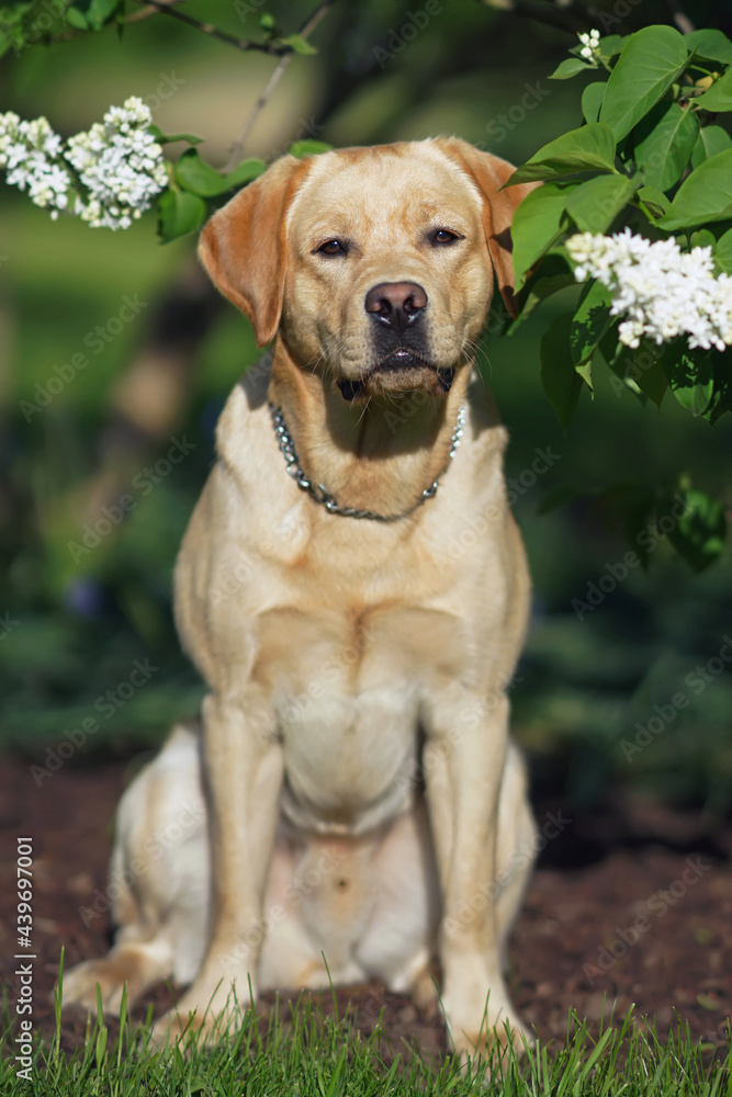 Serious yellow Labrador Retriever dog with a chain collar posing outdoors sitting under a blooming Bird cherry shrub with white flowers in spring