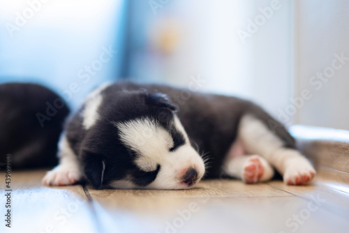 Fototapeta Naklejka Na Ścianę i Meble -  Black and white husky puppy resting on the floor in a house or apartment. Pets indoors