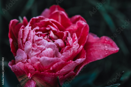 A beautiful peony-shaped tulip with dewdrops on petals.