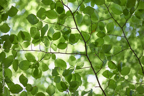Detail of Beech tree leaves in Spring. Norfolk, UK.