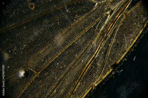 Dark abstract insect wing detail