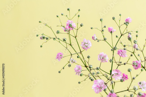 Beautiful pink Baby s Breath flowers against a yellow background