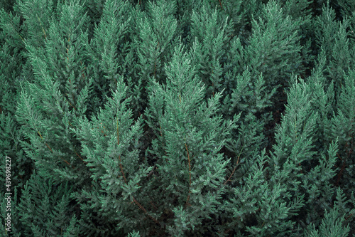 Amazing background of evergreen pine tree.