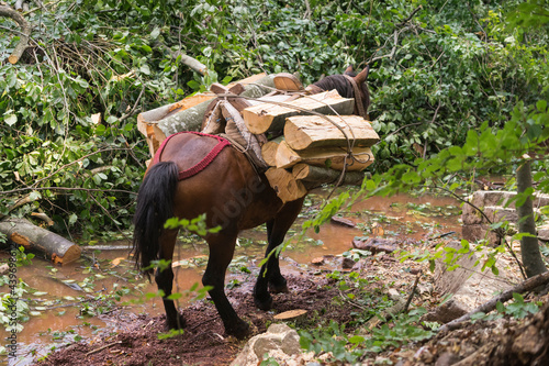 Work Horse