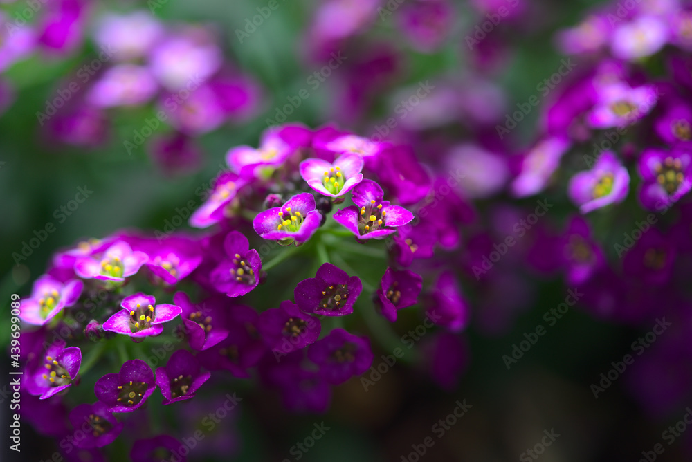 Branch of Alyssum Easter Bonnet Violet, small flowers close-up
