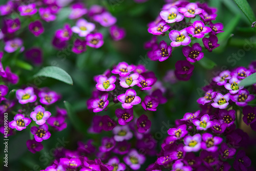 Branch of Alyssum Easter Bonnet Violet, small flowers close-up © Frederic Hodiesne