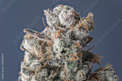 Slika na platnu Cannabis Flower Macro - Strain: GMO