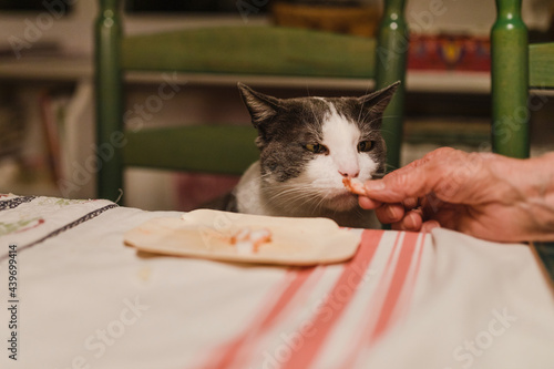 Hand offering food to picky cat photo