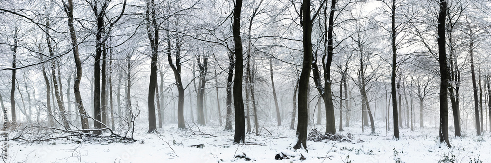 Swinsty woodland in winter Yorkshire Dales 2 Swinsty woodland in winter Yorkshire Dales 2