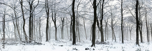 Swinsty woodland in winter Yorkshire Dales 2