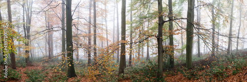 Swinsty woodland in autumn yorkshire dales 2 photo