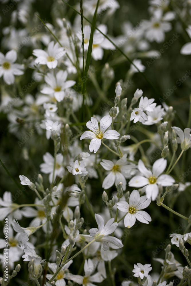 Background of blooming Cerastium tomentosum Background of blooming Cerastium tomentosum