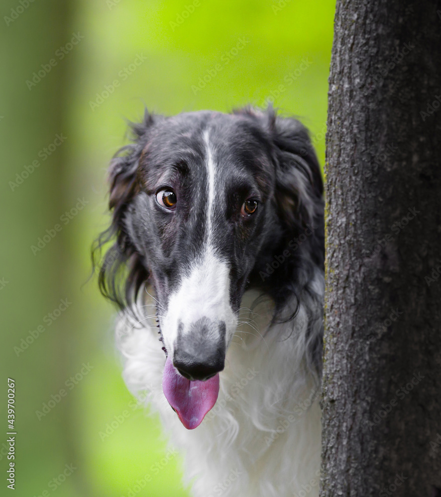 Portrait of the Russian borzoi on the green background Portrait of the Russian borzoi on the green background