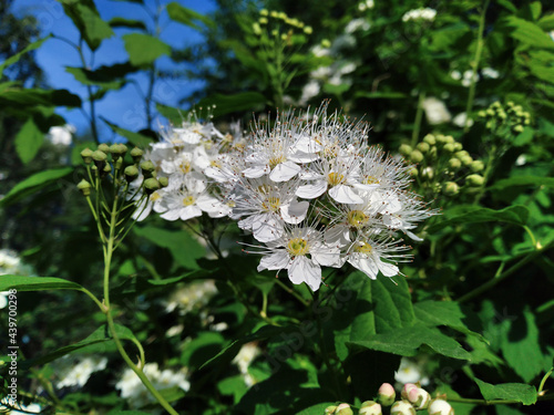 White flowers of the blossoming spirea chamaedryfolia bush, closeup view. Spring time.