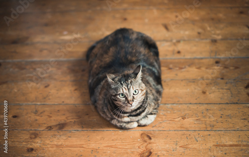 Fat cat looking at camera photo