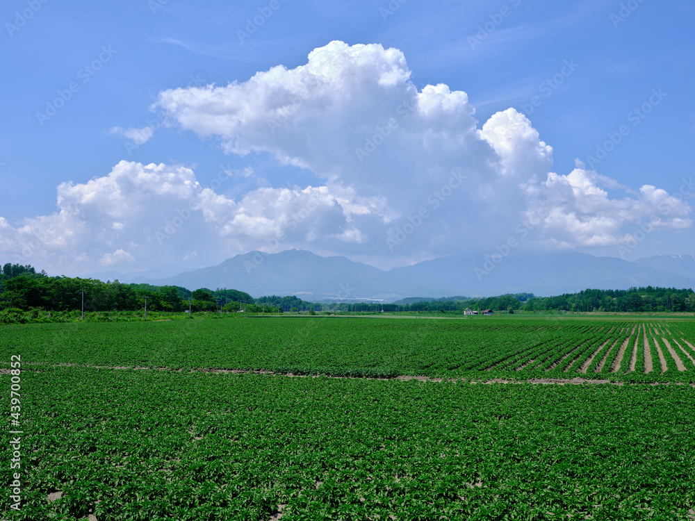 Obraz premium 青い空と畑