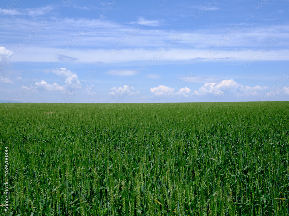 緑の麦畑と青空
