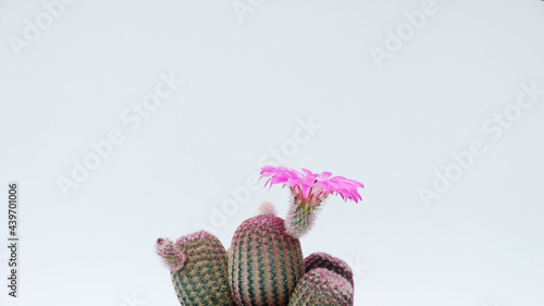 Cactus Echinocereus rigidissimus rubispinus with flower side view photo
