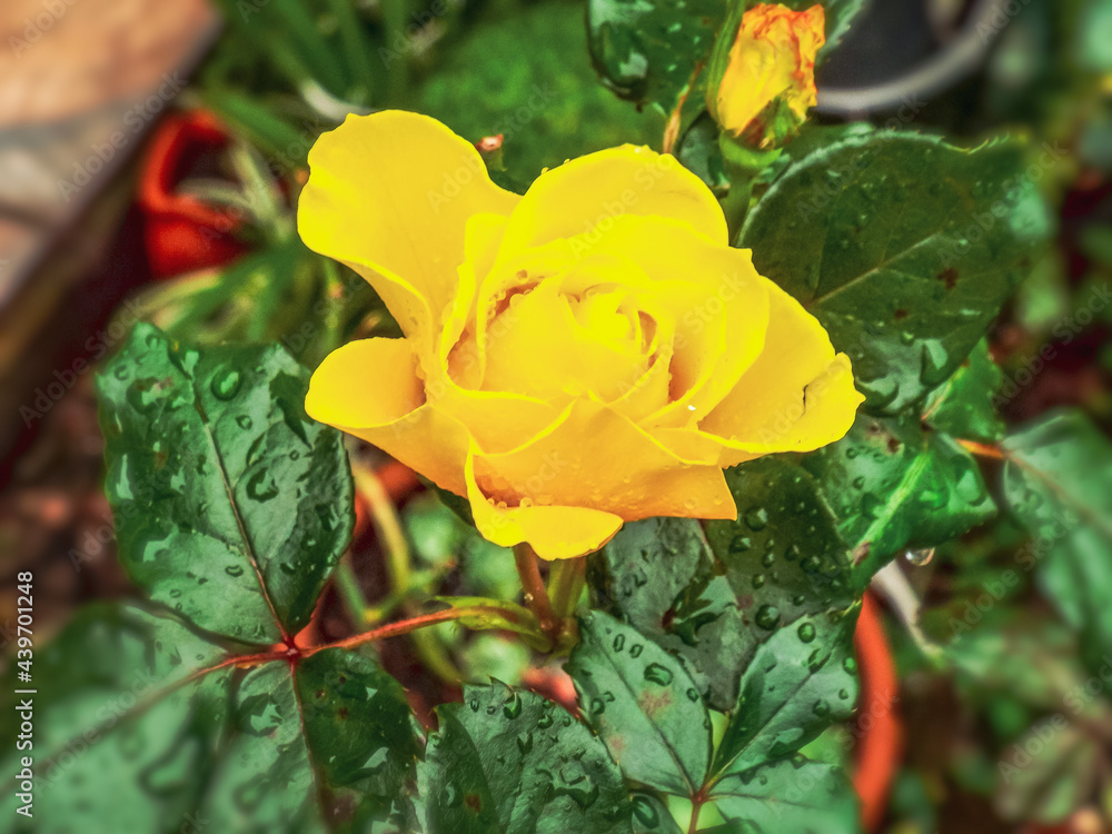 Yellow rose, with drops of water after rain, in garden Yellow rose, with drops of water after rain, in garden