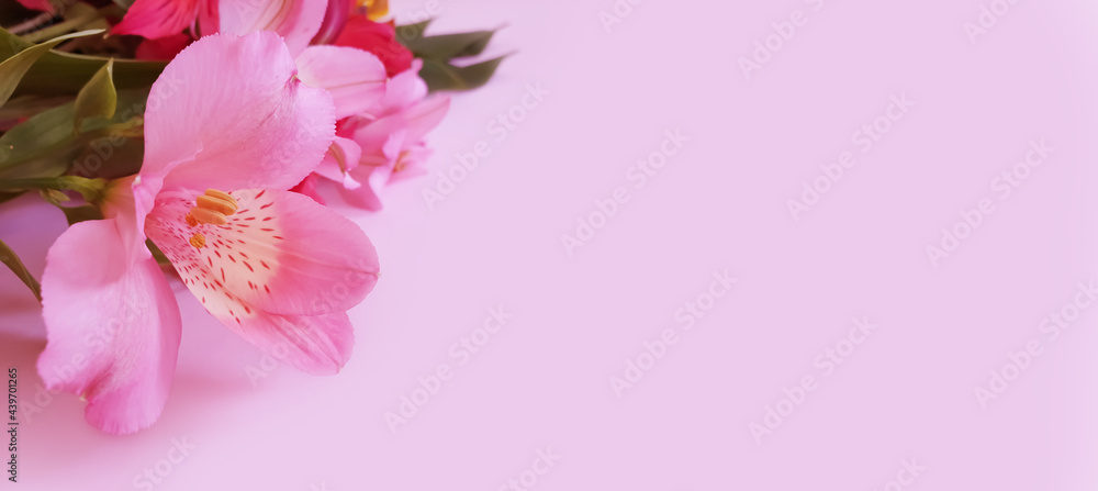 alstroemeria flower on colored background

