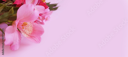alstroemeria flower on colored background 