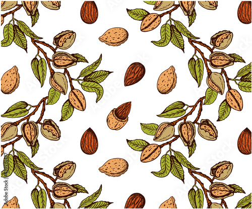 Sketch drawing pattern of colorful almond nut tree isolated on white background. Outline hand  drawn almond nuts in shell on branch, nutshell, leaves, botany . Organic vegan snack. Vector illustration