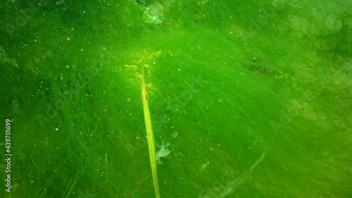 Fish in the thickets of seaweed. Broad-nosed pipefish (Syngnathus typhle) is a fish of the Syngnathidae family photo