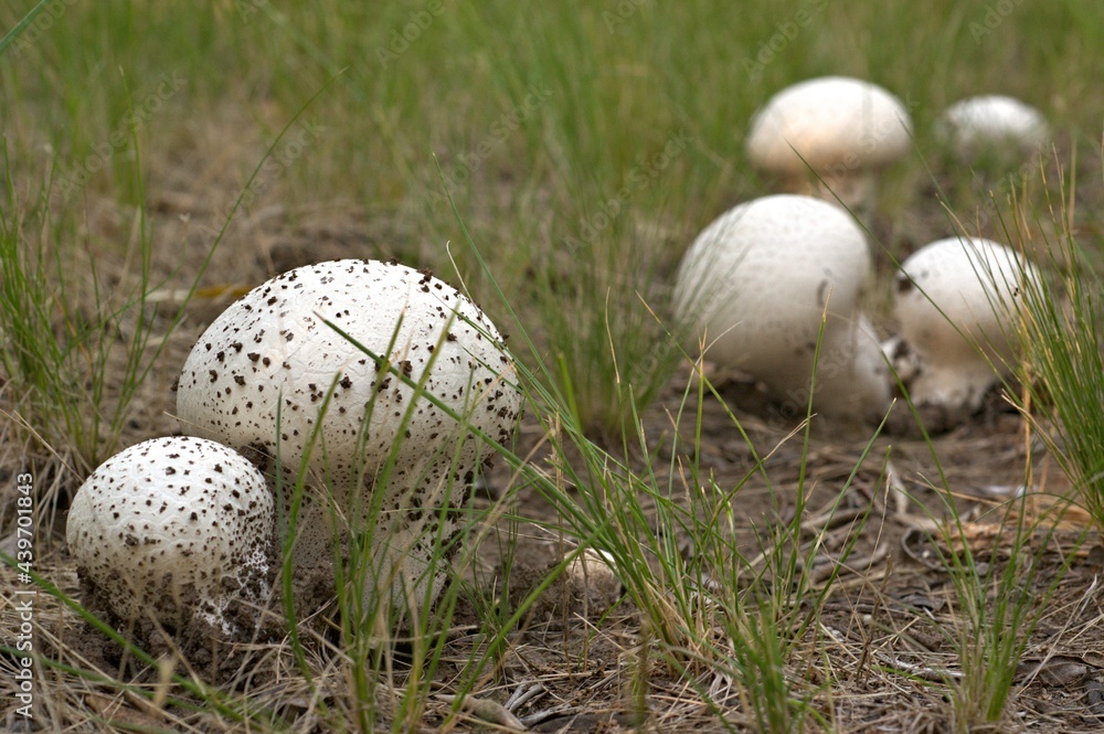 fungus of the species Calvatia fungus of the species Calvatia