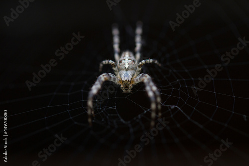 spider  photo