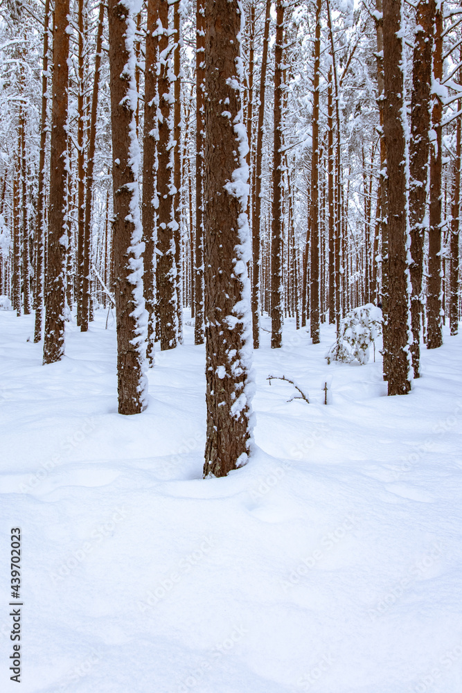 Pine trees in a snow covered forest Pine trees in a snow covered forest