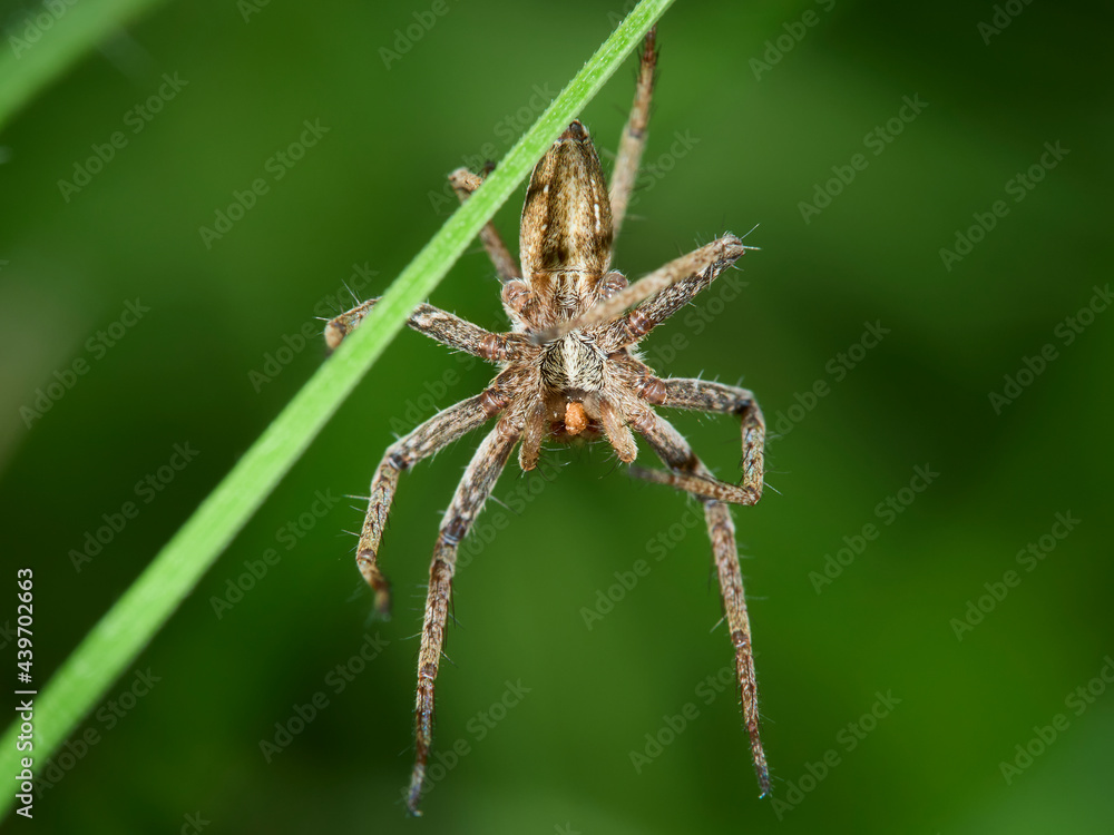 Fototapeta premium spider on a leaf
