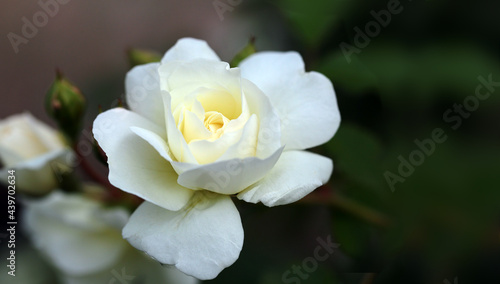 Snow-white rose on a blurred background of indeterminate color