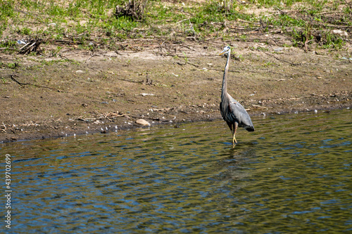 A great blue heron wades in the shallow water, looking for fish