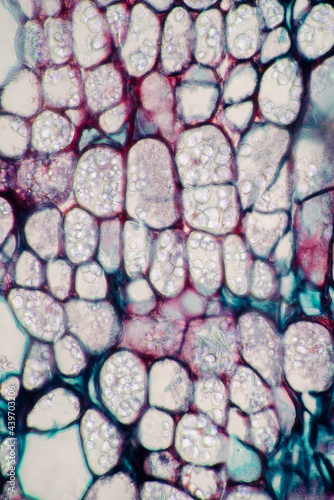 Cinnamon bark plant cells micrograph photo
