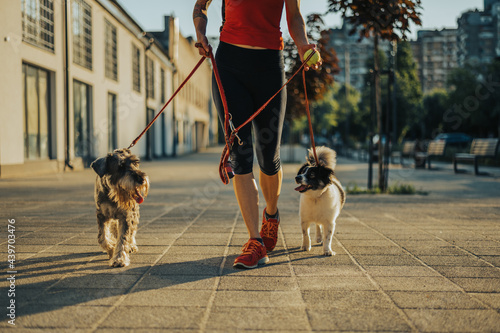 Photography Woman walking her dogs on a leash during a sunset