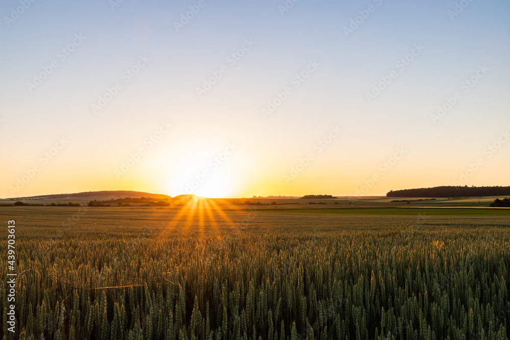 wheat field at sunset
