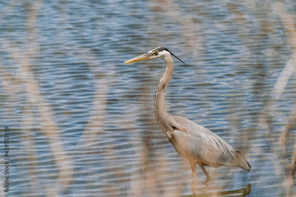 Great blue heron bird, intentionally photographed through reeds for artistic effect, wading in a pond Great blue heron bird, intentionally photographed through reeds for artistic effect, wading in a pond