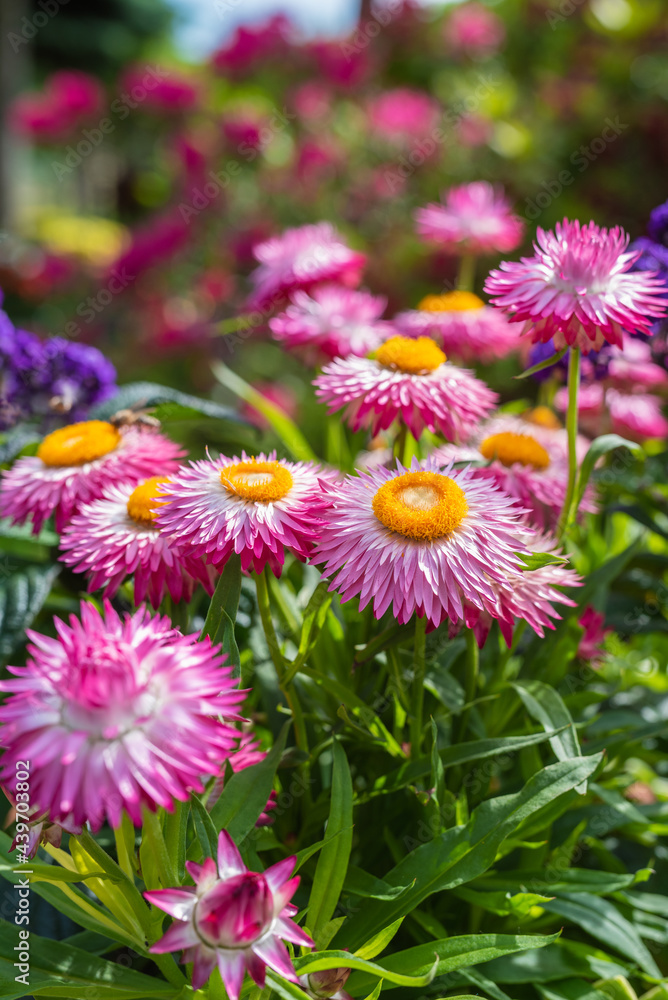 Everlasting Flower Xerochrysum Bracteatum Flower in Garden Close-up Everlasting Flower Xerochrysum Bracteatum Flower in Garden Close-up