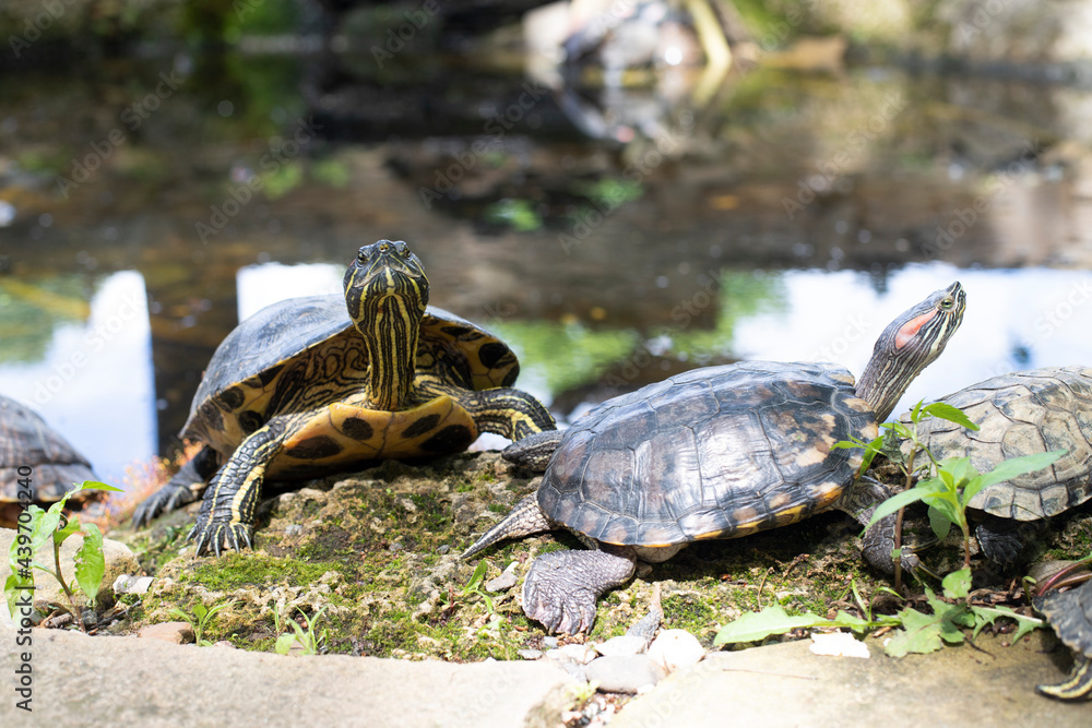 Obraz premium Turtles full face and profile resting by the lake.
