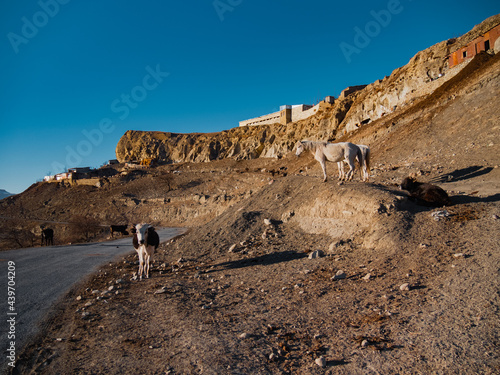 Local mountain animals photo