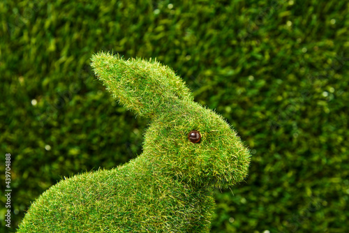 grass rabbit on the grass photo